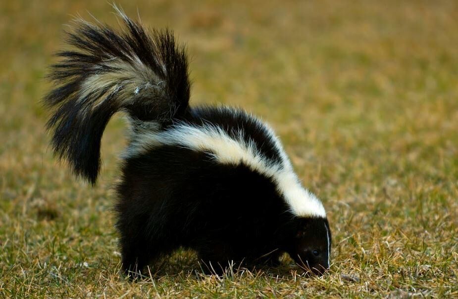 Skunk in Salisbury Tests Positive for Rabies